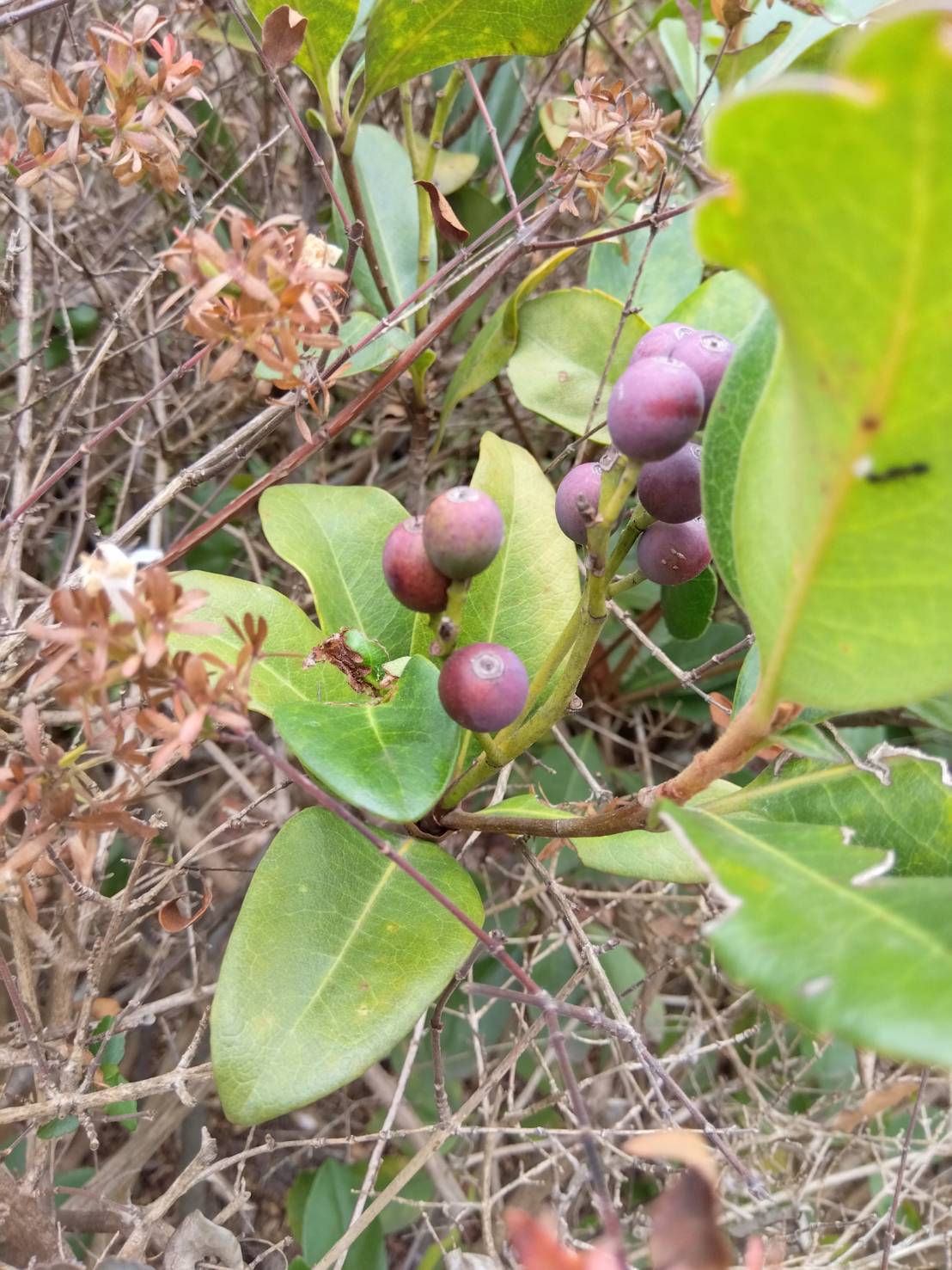 秋の言葉1シャリンバイ